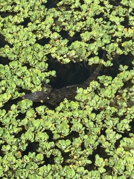 Baby alligator in White Lake!